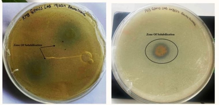 Technical biofertilizer lab solubilisation test plates